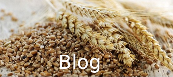 grano tumminia